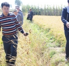 涿州增效肥料